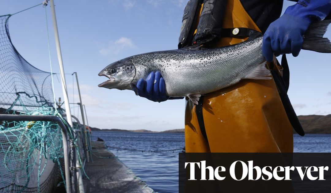 Farmed fish feel pain, stress and anxiety and must be killed humanely, global regulator accepts | Animal welfare | The Guardian