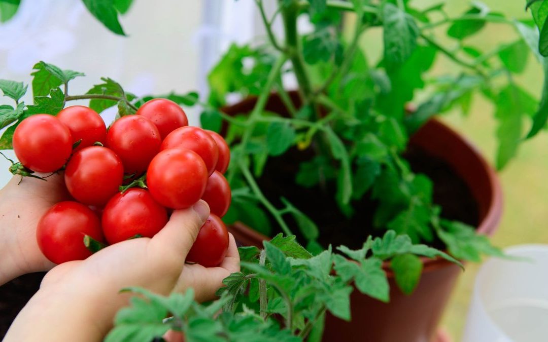 growing-tomatoes-from-seeds-time-lapse-45-days-youtube