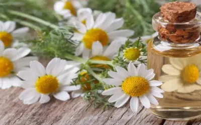 All You Need To Know About Chamomile Oil – Potentash