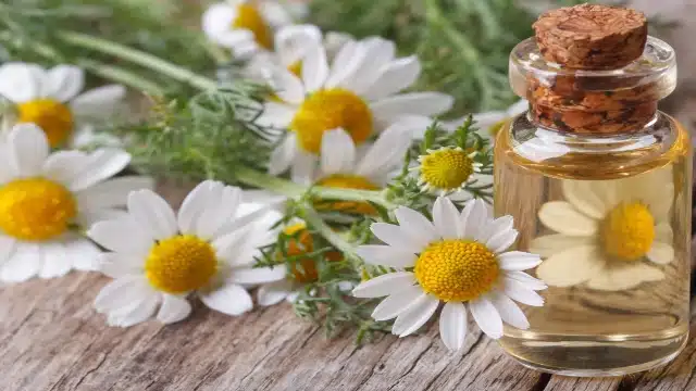All You Need To Know About Chamomile Oil - Potentash