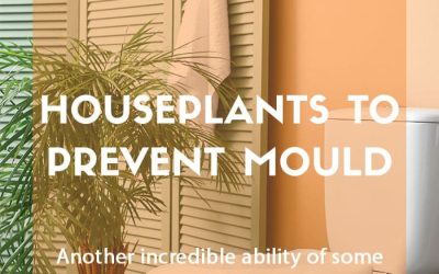 Houseplants that help prevent mould – David Domoney