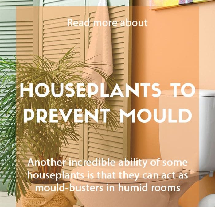 Houseplants that help prevent mould – David Domoney