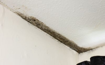 Mould in your home – why it happens, how to beat it and ways to stop it coming back – Hull Live