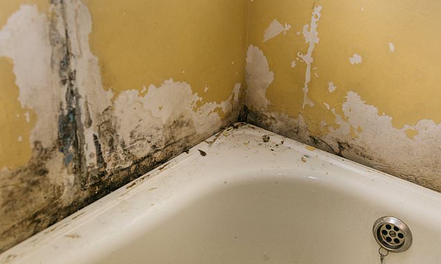 Mrs Hinch fans share 'game-changing' tip to remove black mould from your bathroom sealant | Daily Mail Online