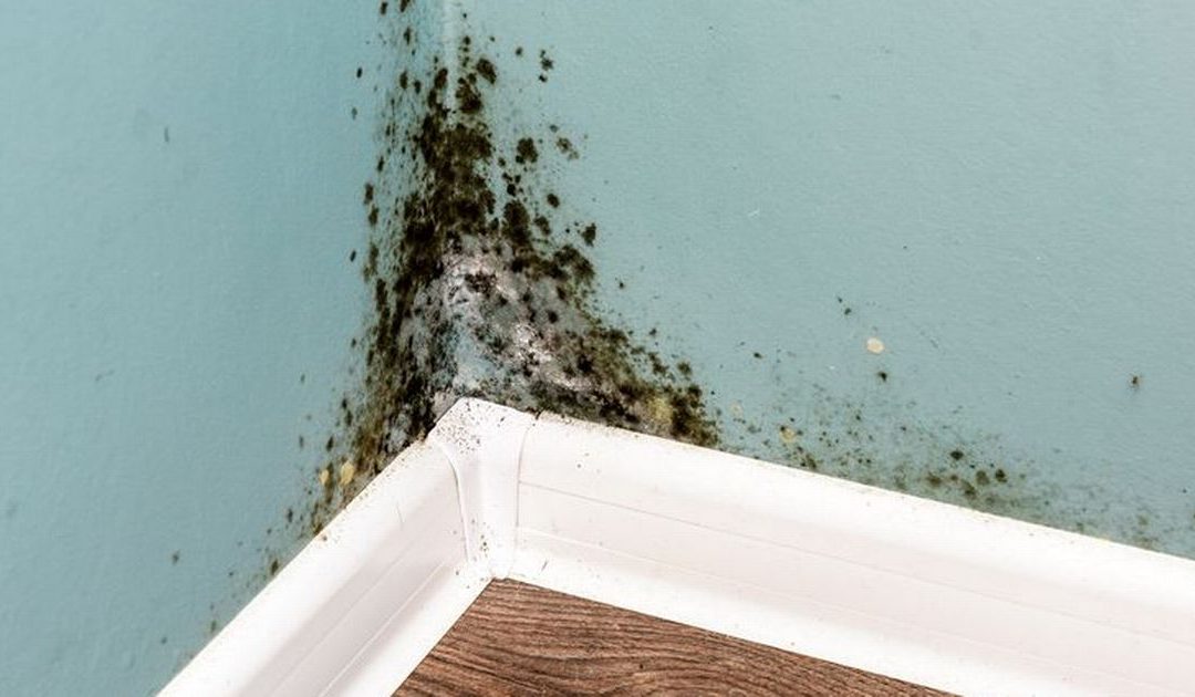 The reason you can't get rid of mould in your house and the top tips to beat it - Birmingham Live